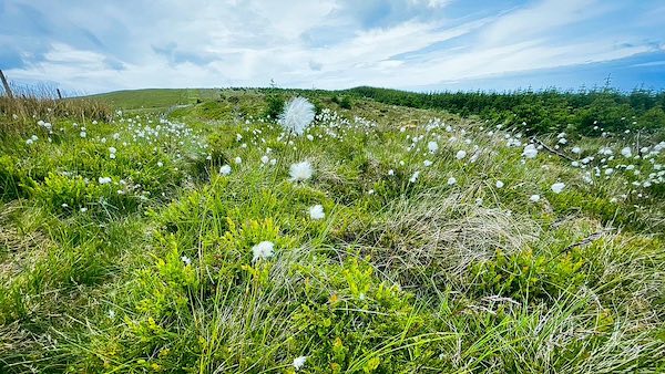 Cotton Grass nerar Kinney How on Blakeley Raise