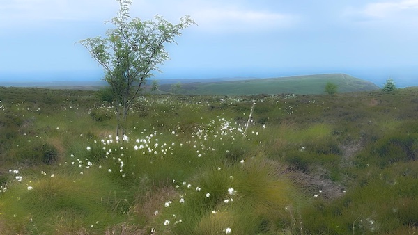 Cotton Grass on Cringle Moor
