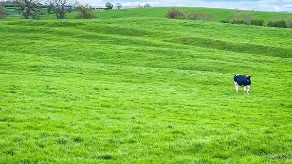 Turfed over remains of Lazenby Medieval Village