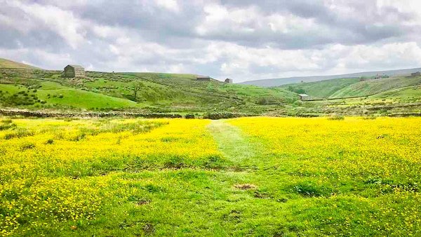 Ravenseat Hay Meadows