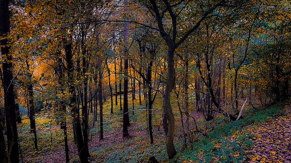Whitcliffe Wood, Richmond